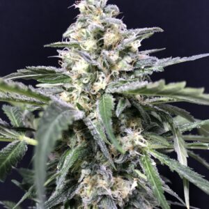 AMNESIA AMAZON
