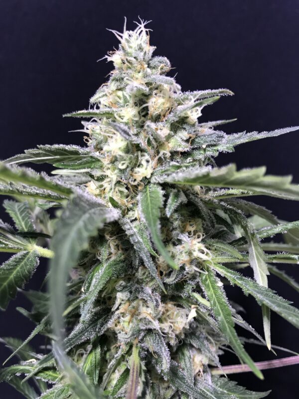 AMNESIA AMAZON