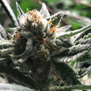 CRITICAL JACK CONDOR
