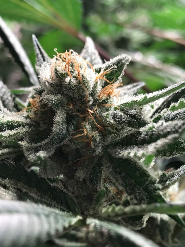 CRITICAL JACK CONDOR