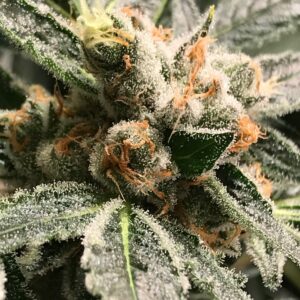 DARK KUSH