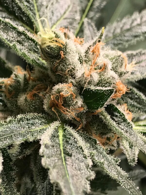 DARK KUSH
