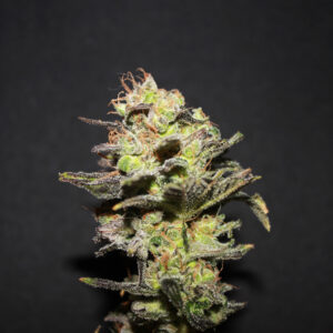 ICER