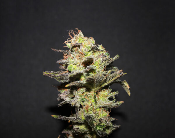 ICER